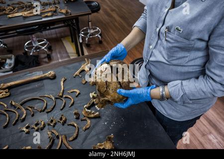 Forensic pathologist Dr. Raquel Fortun, Manila, Philippines, war on drugs Stock Photo