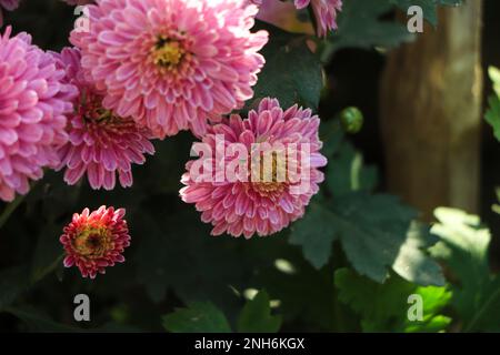 Pink Chrysanthemum pattern in flowers park. Cluster of pink purple chrysanthemum Stock Photo