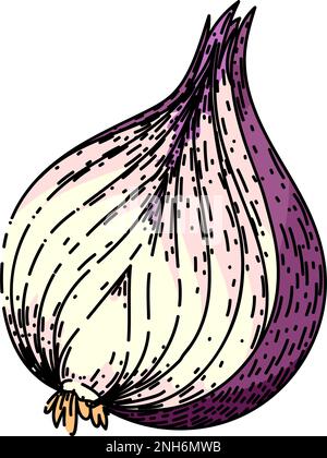 onion red sketch hand drawn vector illustration Stock Vector