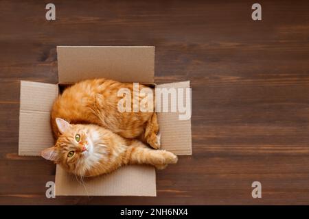 Cute ginger cat lies in carton box on wooden background. Fluffy pet with green eyes is staring in camera. Top view, flat lay. Stock Photo