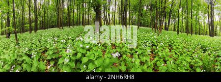 Flowers on green forest - 360 panorama Stock Photo
