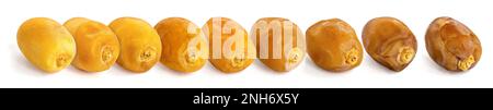 Dates Fresh to Ripe, Different colors and textures Stock Photo