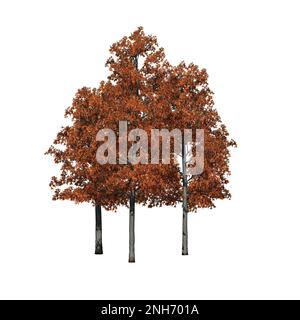 a group of Shingle Oak trees in autumn isolated on white background - 3D Illustration Stock Photo