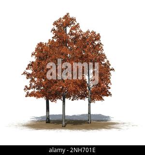 a group of Shingle Oak trees in autumn on sand area  - isolated on white background - 3D Illustration Stock Photo