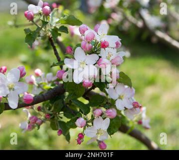 Flowering apple tree. Beautiful delicate large apple tree flowers blossomed on tree branches in the garden in spring, beautiful green background Stock Photo