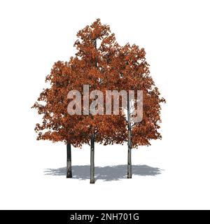 a group of Shingle Oak trees in autumn with shadow on the floor - isolated on white background - 3D Illustration Stock Photo