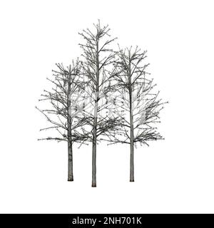 a group of Shingle Oak trees in winter isolated on white background - 3D Illustration Stock Photo