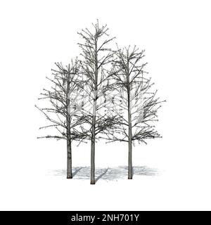 a group of Shingle Oak trees in winter with shadow on the floor - isolated on white background - 3D Illustration Stock Photo