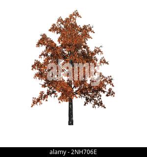 Shingle Oak tree in autumn isolated on white background - 3D Illustration Stock Photo