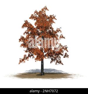 Shingle Oak tree in autumn on sand area - isolated on white background - 3D Illustration Stock Photo