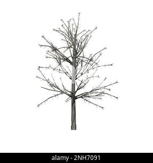 Shingle Oak tree in winter isolated on white background - 3D Illustration Stock Photo