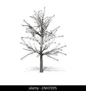 Shingle Oak tree in winter with shadow on the floor - isolated on white background - 3D Illustration Stock Photo