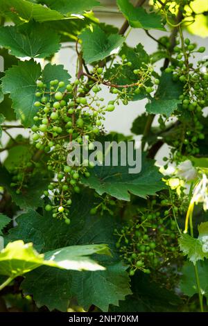Grape diseases. Green non-ripe table grapes grow on a branch in summer garden, but due to frequent rains and increased moisture, clusters began to cru Stock Photo
