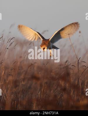 Barn Owl (Tyto alba) hunting over the Cotswold Hills grassland in the late winter Stock Photo