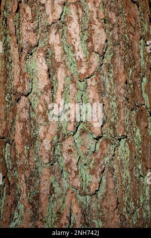 close up of conifer tree trunk bark Stock Photo