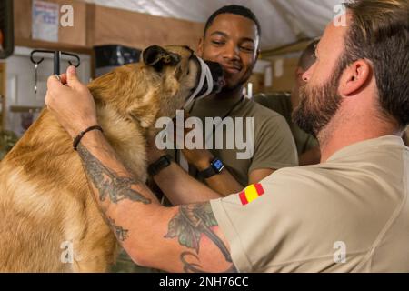 Spc. Marshawn Jones, a Medical Logistics specialist with Task Force MED 374, places a cloth muzzle on Nacho, a Military Working Dog with the Spanish Contingencies Task Force 431.  Nacho is a French Malinois, who differs in temperament from the Belgian Malinois. Nacho's handler Sgt. Juan Carlos Lopez de Atalaya Rubio assisted by maintaining control of Nacho while Soldiers and civilians placed the muzzle on him.  Spc. Jones, along with other non-medical personnel are task to assist with man power in mass casualty situations and are required to understand basic medical care and transport of patie Stock Photo