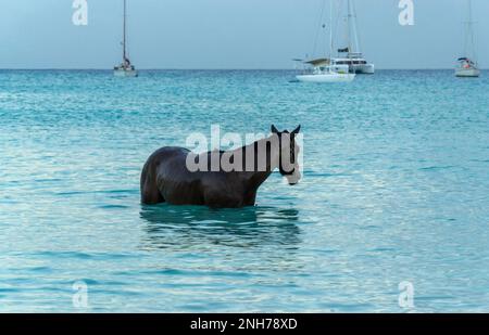 Race horses swimming in the sea on Carlisle bay, Pebbles beach Barbados with their jockey Stock Photo