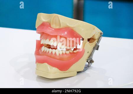 Jaw teeth or human jaw model with a view of teeth. Prosthetic model for educational purpose Stock Photo