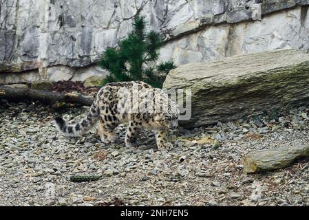 Snow Leopard resting in nature background. Panthera uncia potrait Stock Photo