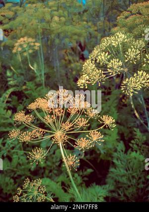Sprigs of dill with inflorescences of seeds are covered with dew drops. Presented close-up. Stock Photo