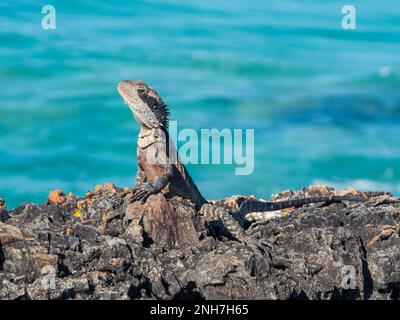 Eastern Water Dragon, Australian lizard, posing majestically by the blue sea, looking proud, one leg out to the side,  Australia Stock Photo