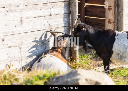 Two horned goats face each other beside a wooden farm shelter in Italy, with one standing and the other resting on the grass. Stock Photo