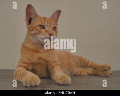 Javanese cat, orange color, lazy pose Stock Photo