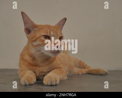 Javanese cat, orange color, lazy pose Stock Photo