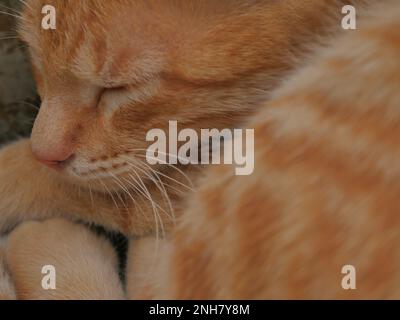 Javanese cat, orange color, lazy pose Stock Photo