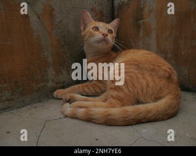 Javanese cat, orange color, lazy pose Stock Photo