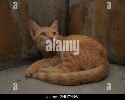 Javanese cat, orange color, lazy pose Stock Photo