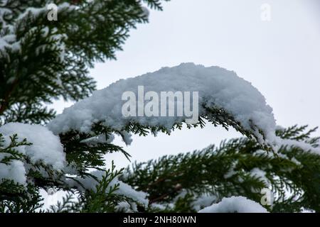 Chamaecyparis lawsoniana, snow-covered, snow-covered tree branch, snow-covered trees, pine, cypress Stock Photo