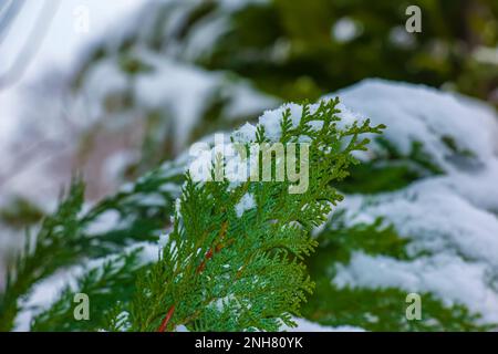 Chamaecyparis lawsoniana, snow-covered, snow-covered tree branch, snow-covered trees, pine, cypress Stock Photo