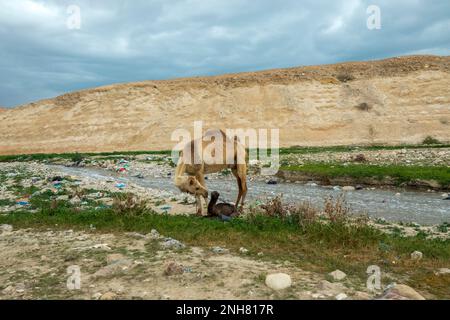 The Kidron Stream flows from Jerusalem to the Dead Sea. cia the west bank and Palestine. The flow in this stream consists mainly of sewerage and waste Stock Photo