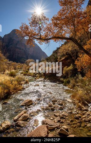 Tranquil stream with crystal clear water flowing. Photographed at  Zion National Park is an American national park located in southwestern Utah near t Stock Photo