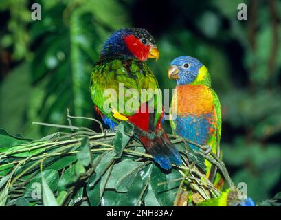 Lorius is a genus of lory in the parrot family Psittaculidae. The genus contains six species that are distributed from the Moluccas in Indonesia throu Stock Photo