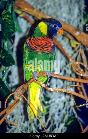 Lorius is a genus of lory in the parrot family Psittaculidae. The genus contains six species that are distributed from the Moluccas in Indonesia throu Stock Photo