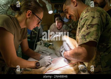 Sgt. Juan Carlos Lopez de Atalaya Rubio of the Spanish Contingencies Task Force 431, cleans the teeth of his Military Working Dog named Nacho as Lt. Col. Jose Peralta, a Dentist from the 185th Dental Company observes.  While Nacho's teeth are being cleaned, 1st Lt. Kristen Land and Maj. Gabriel Fierro-Fine, an OR Nurse and Anesthesiologist of Task Force 374, insert an I.V to keep Nacho hydrated.  Sgt. Juan Carlos Lopez de Atalaya Rubio allowed Soldiers from Task Force MED 374 to train on rendering care to Military Working Dogs.  Military Working Dogs like Nacho are a vital component to the ove Stock Photo