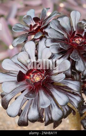 Aeonium arboreum Atropurpureum, Purple Rose, succulent with deep reddish-purple leaves Stock Photo