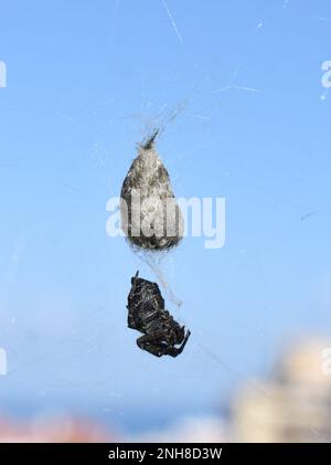 Black and white tent-web spider Cyrtophora citricola hanging in front of blue sky with food Stock Photo