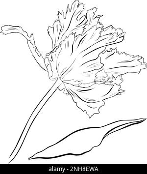 Terry tulip. Hand drawn vector illustration. Monochrome black and white ink sketch. Line art. Isolated on white. Coloring page. Stock Vector