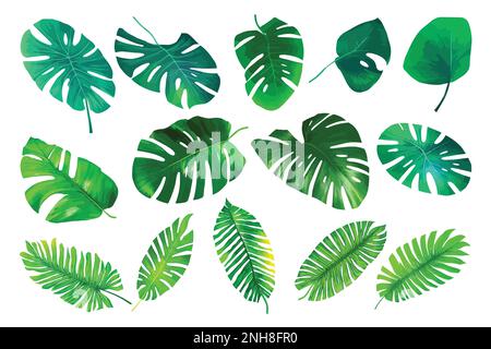 Tropical botanical leaves collection. Vector isolated elements on the white background.Jungle plants. Monstera and palm leaves Stock Vector