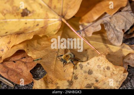 common carder bee on autumn coloured leaves Stock Photo