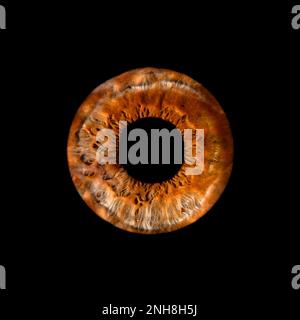 Macro shot of a human eye, macro iris on a black background Stock Photo