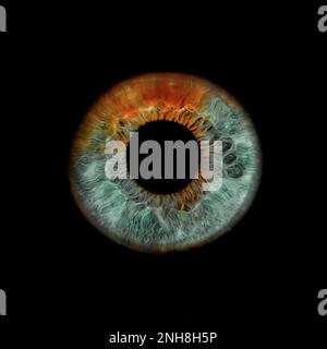 Macro shot of a human eye, macro iris on a black background Stock Photo