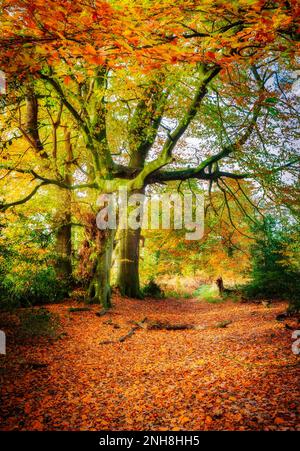 Autumn colour, trees near Shearwater, Wiltshire Stock Photo