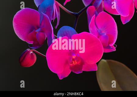 Branch of orchid flowers on dark background in neon light Stock Photo -  Alamy