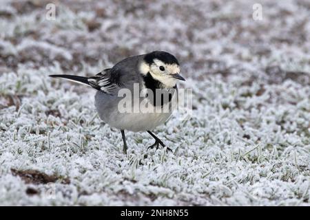 Pied Wagtail (Motacilla alba yarrellii) female foraging in frosty  ground Whitlingham CP Norfolk UK GB January 2023 Stock Photo