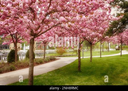 Business campus Garching near Munich -  Pedestrian path under the shadow of Japanese cherry trees Kanzan with pink double flowers in full bloom Stock Photo