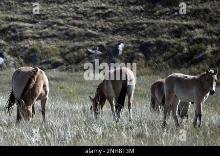 The Przewalski’s horse (Equus ferus przewalskii), also known as “takhi” in Mongolian, is considered to be the last and only remaining wild horse speci Stock Photo